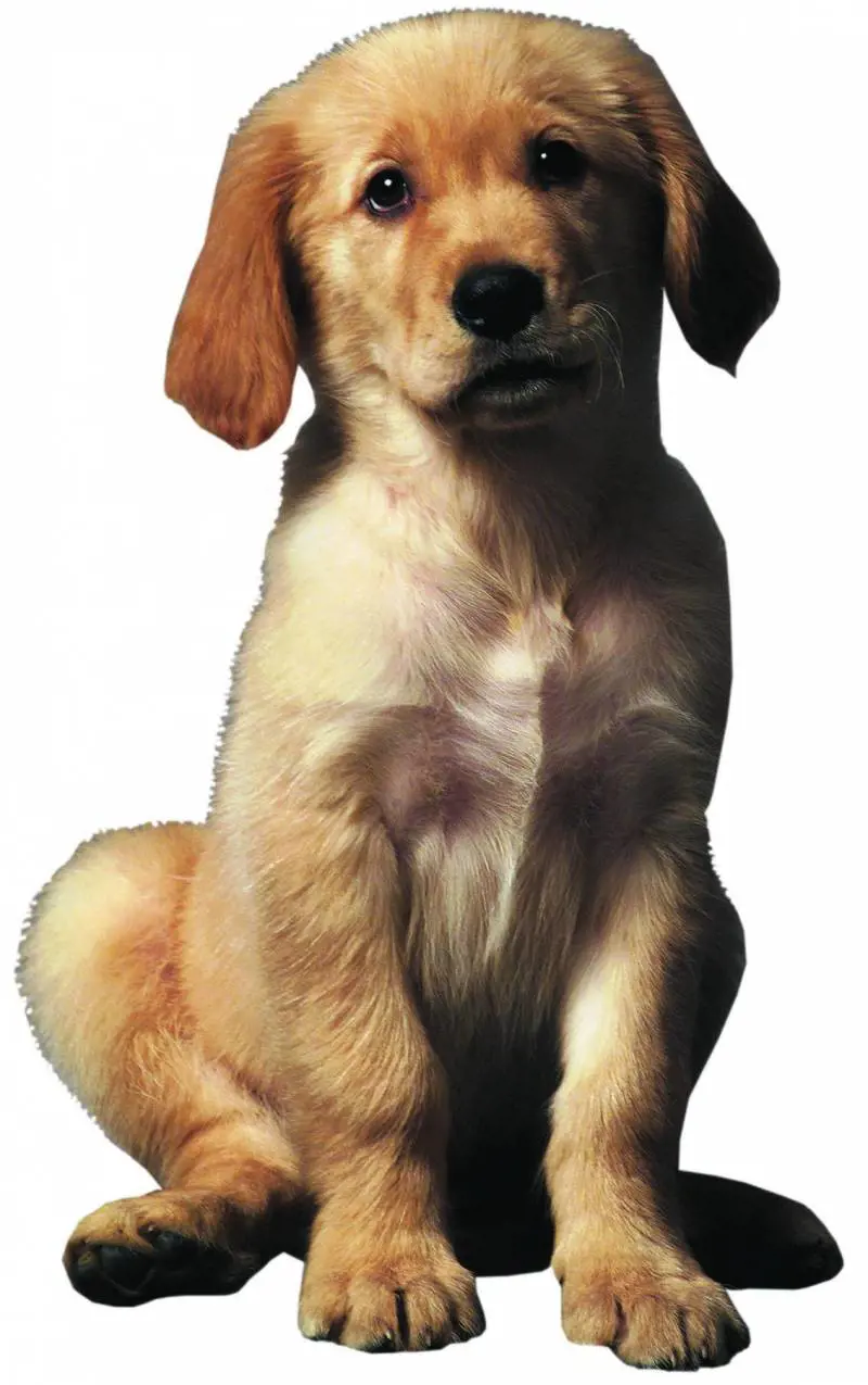 La GdF arruola i Labrador:  fiutano il profumo dei soldi