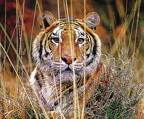 BUSINESS Spesso dietro tanti Sos, si nasconde la caccia  ai finanziamenti