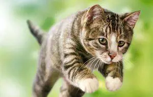 Gatti costretti a salti e slalom  Ma la vita da cani non fa per loro