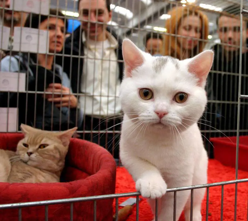 Genova si prepara a incoronare Miss e Mister Gatto