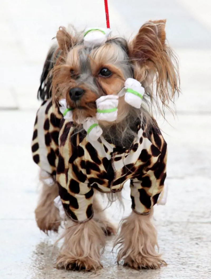 Diamanti e cibo dallestero Regali folli per gli animali