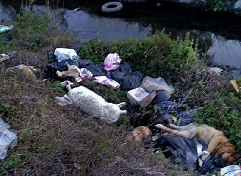 In fondo al lago 60 cani morti Giallo sul cimitero degli orrori