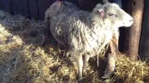 Randy, ecco il supermontone che scappa alla macellazione e ingravida più di 30 pecore