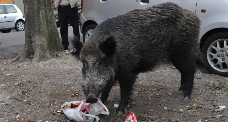 «Togliete i miei figli cristiani  dalla famiglia musulmana»