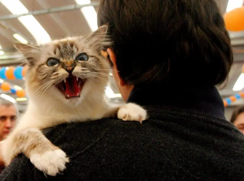 Cartoni animati, cinema e tv: in mostra larte di essere gatto