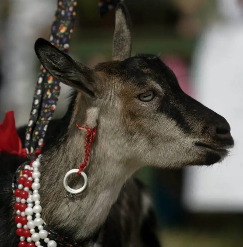 Il federalismo delle capre:  parlano, ma solo in dialetto