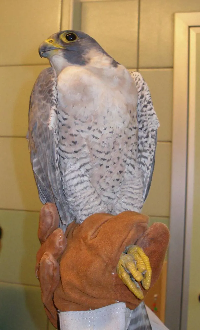 Falco pellegrino preso di mira al tiro a bersaglio