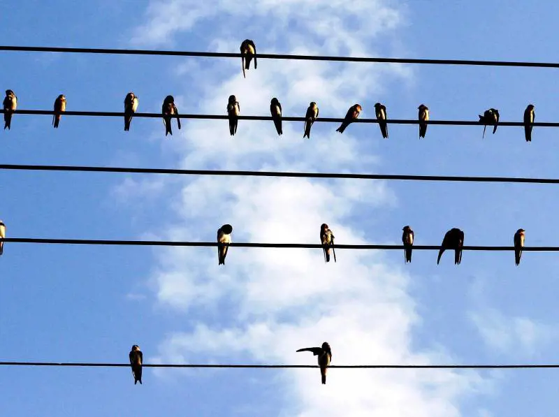 Le rondini non tornano più: il «gps» per scoprire il perché