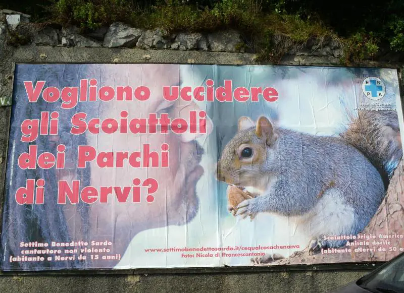 Nervi divisa, nasce il partito anti-scoiattolo