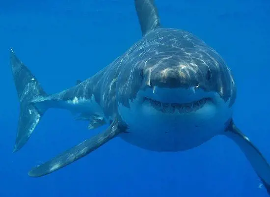 Australia, caccia allo squalo