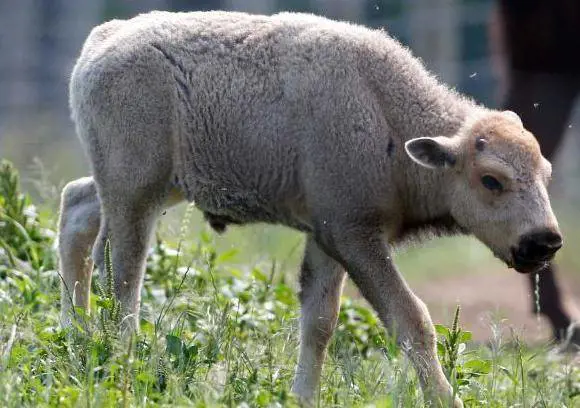 Pellerossa in festa «Ritorna l'era del bisonte bianco»