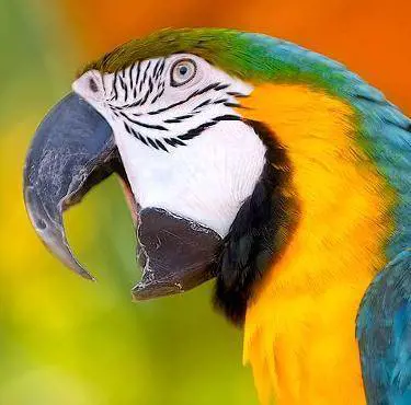 Rientra a casa e trova il pappagallo torturato e ucciso