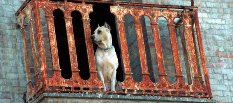 Ora lo stalking insegue anche i cani