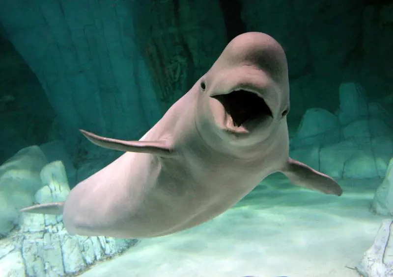 L'ultima scoperta bestiale: Moby Dick parla come noi