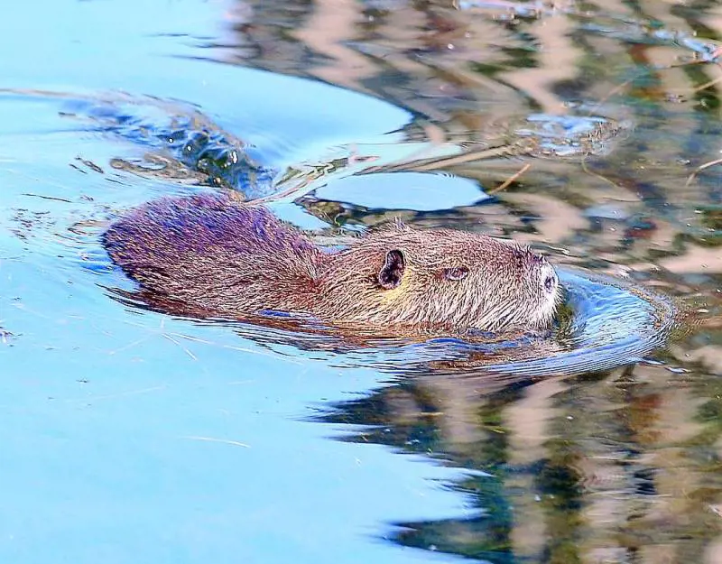 Allarme piccioni e nutrie: ci costano 2 milioni di euro