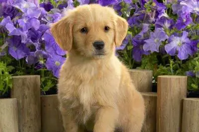 Immagine gallery
