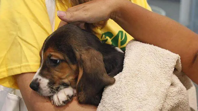 Da oggi soccorso stradale è obbligo anche per gli animali feriti