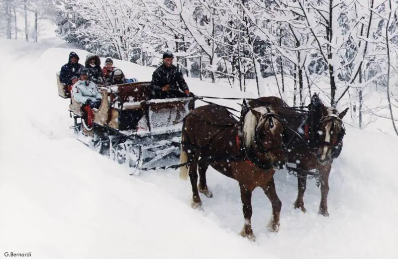 Val di Sole, slitte e cavalli per un inverno romantico