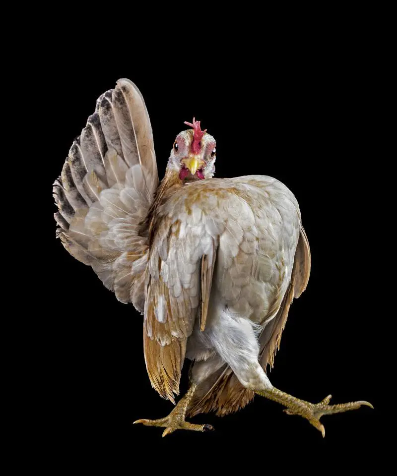 Ernest Goh, Singapore, 2013 Sony World Photography Awards 