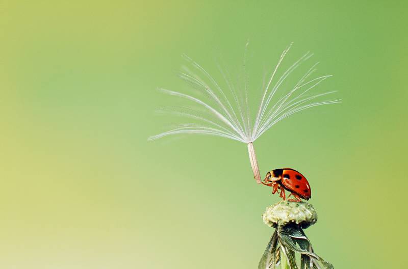 Hiep Nguyen Hoang, Vietnam, 2013 Sony World Photography Awards 