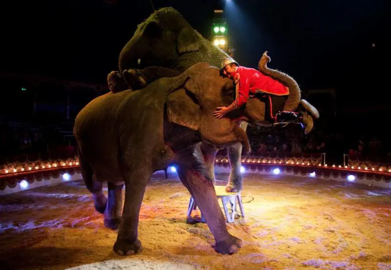 Domatori e clown: Genova diventa la capitale del circo