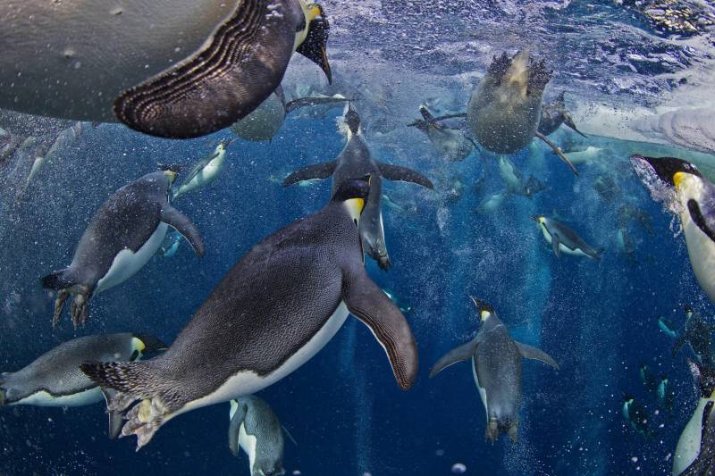 Di Paul Nicklen la foto vincitrice tra quelle con soggetto la natura