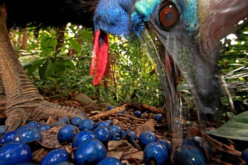 Christian Ziegler, vincitrice per gli scatti naturali. La foto è stata scattata in Australia