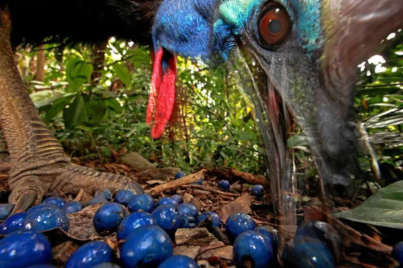 Christian Ziegler, vincitrice per gli scatti naturali. La foto è stata scattata in Australia