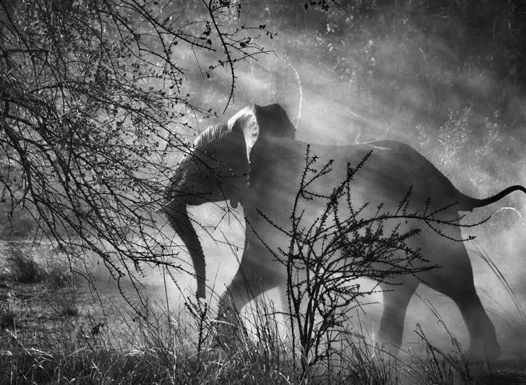 Kafue National Park, Zambia, 2010