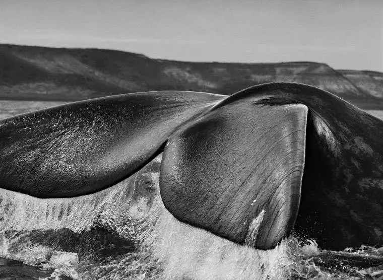 Penisola di Valdés, Argentina, 2004