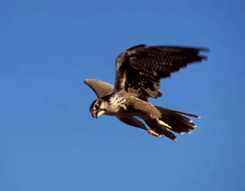 Gli uccelli attaccano gli uomini Sembra l'horror di Hitchcock