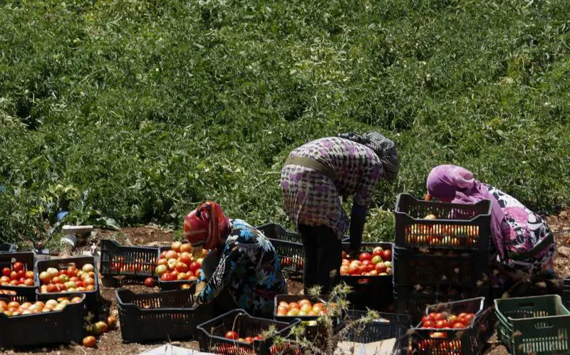 Rifugiati lavorano nei campi vicino al confine con Israele