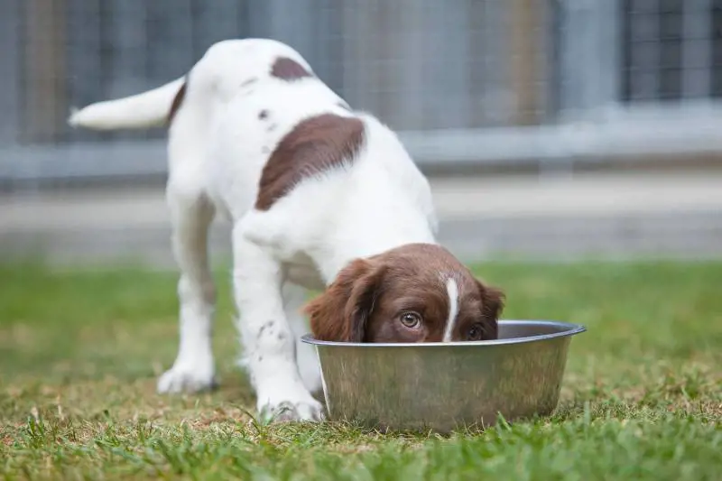Eutanasia ai cani per legge, è protesta