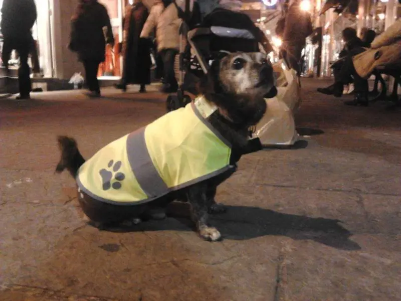 Camillo, il cane che prende il bus da solo
