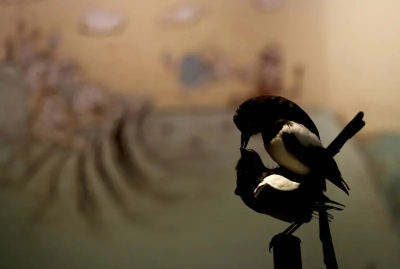 Immagine gallery