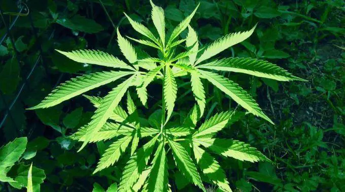 Usa, marijuana legale ma continua a crescere il mercato nero