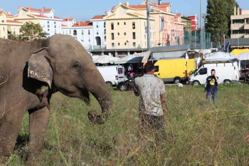 Se un elefante se ne va a spasso per il mercato
