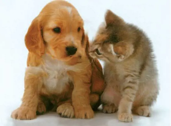 Italiani pazzi per gli animali: solo in cibo spesi 2 miliardi