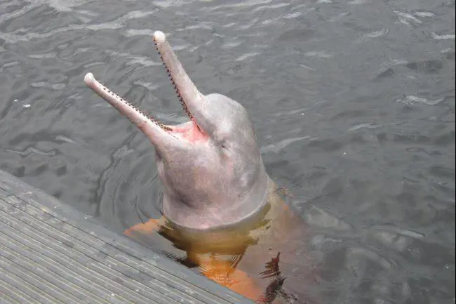 Fra delfini e procioni le "nuove" specie già a rischio estinzione