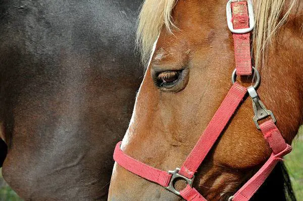 Genova, due cavalli scappano e finiscono sull'A12: rodeo in autostrada