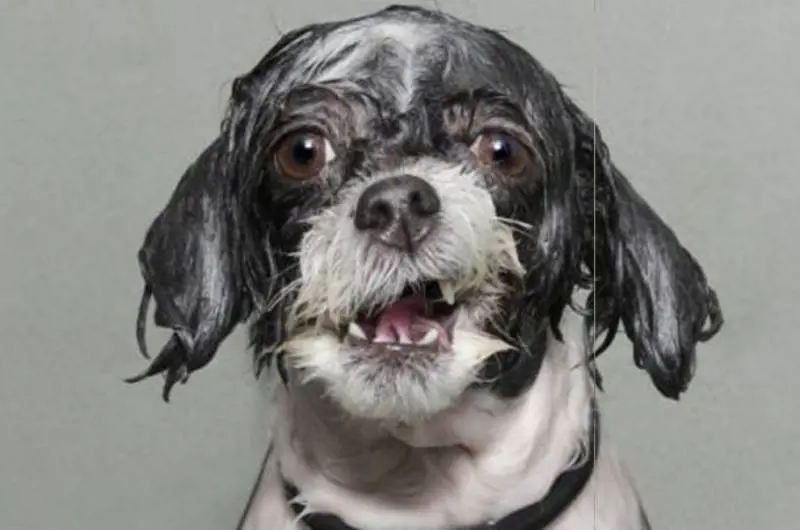 Titolo: Wet Dog 2. Autrice: Sophie Gamand 