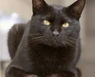 Ratzinger e i gatti: una passione nel segno di Zorro