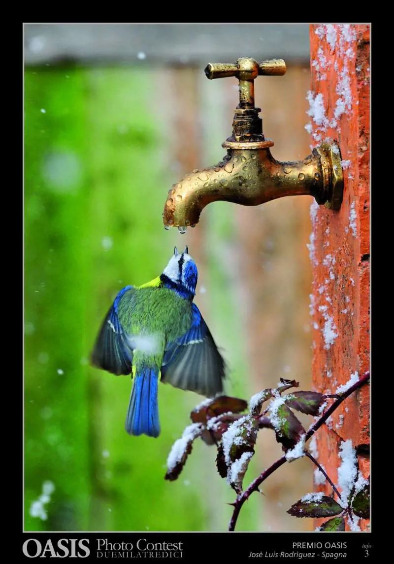 Immagine gallery