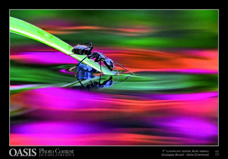 Immagine gallery