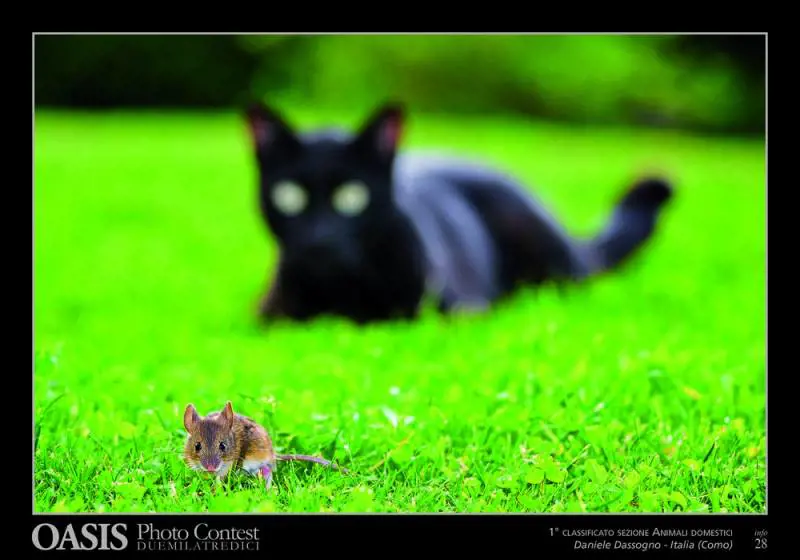 Immagine gallery