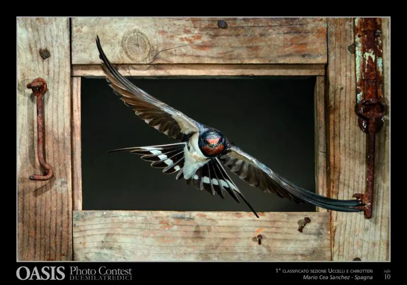 Immagine gallery