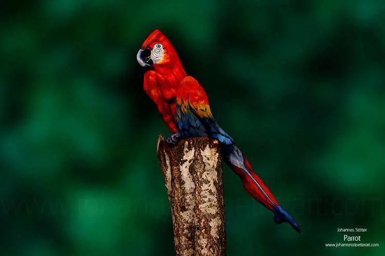 Immagine gallery