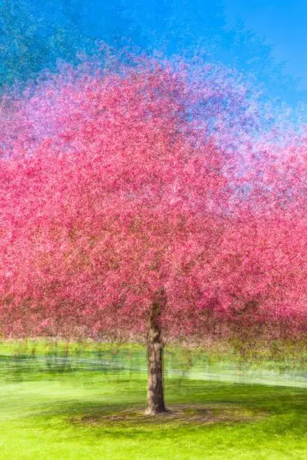 Immagine gallery