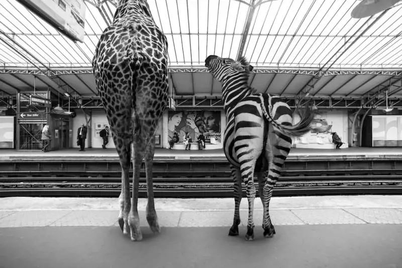 Immagine gallery