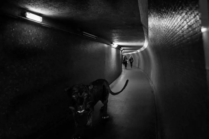 Immagine gallery